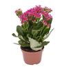 KALANCHOE P11 PINK