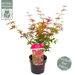 Acer palm. 'Beni-maiko'