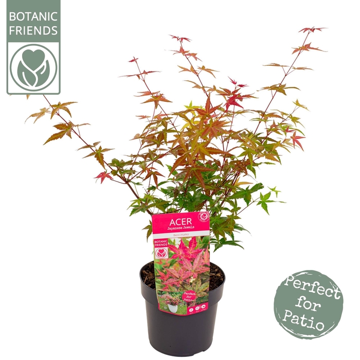 <h4>Acer palm. 'Beni-maiko'</h4>