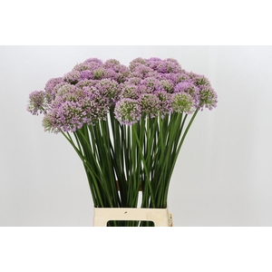 Allium Senescens