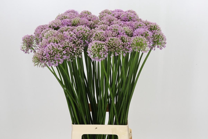 <h4>Allium Senescens</h4>