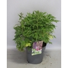 vaste planten 19 cm  Delphinium Delgenius ™ Breezin