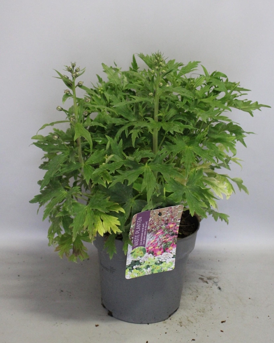 vaste planten 19 cm  Delphinium Delgenius ™ Breezin