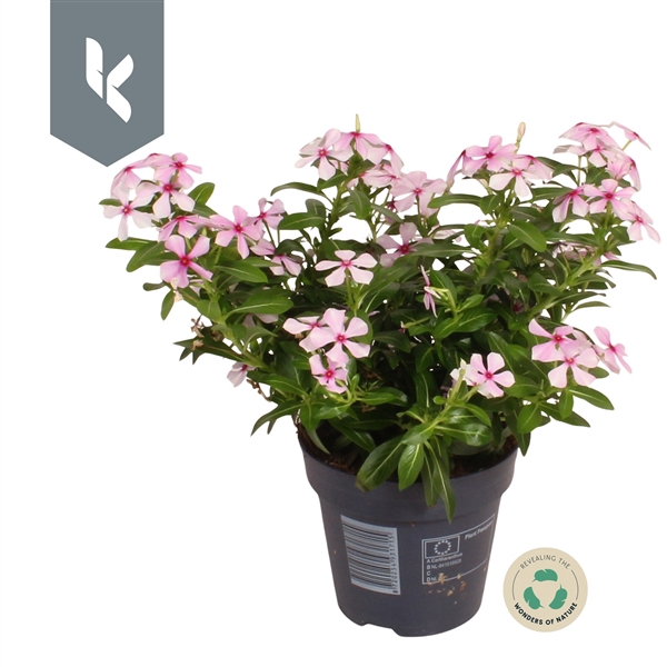 <h4>Catharanthus Soirée Light Pink</h4>