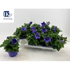 PLATYCO GR ASTRA BLU