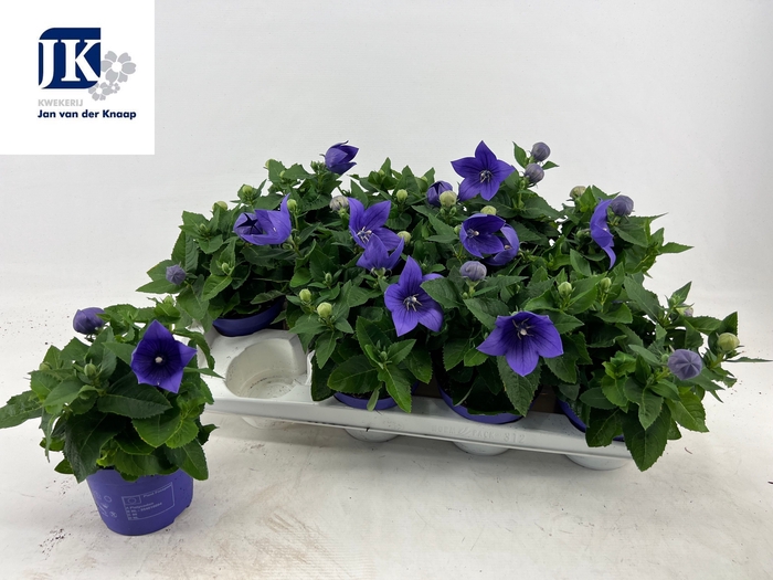 <h4>PLATYCO GR ASTRA BLU</h4>