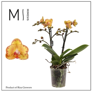 Phalaenopsis Limpopo 2 spike - 12cm | Mimesis