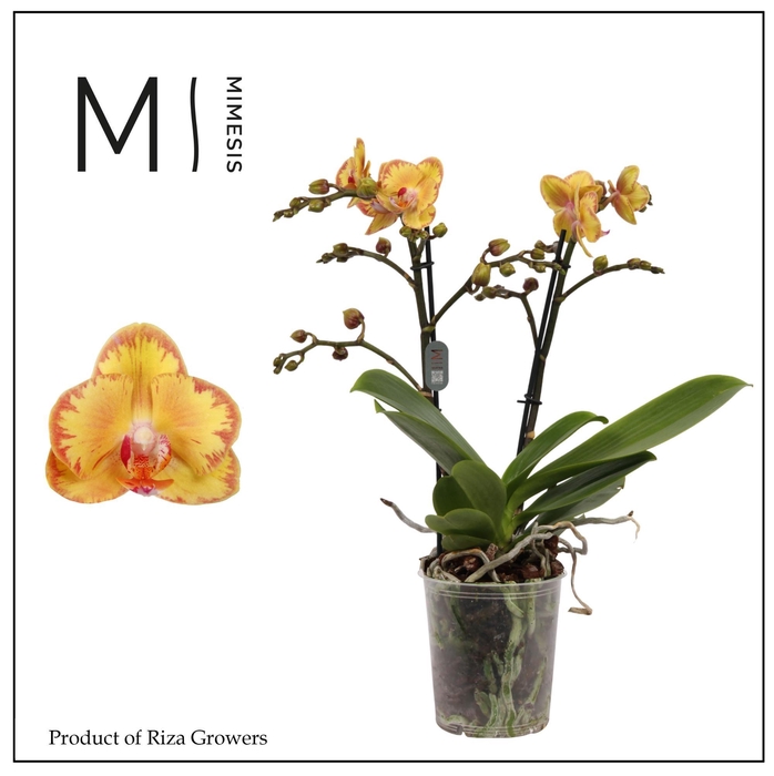 <h4>Phalaenopsis Limpopo 2 spike - 12cm | Mimesis</h4>