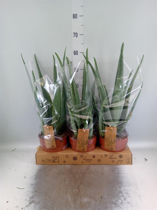 <h4>Aloe vera</h4>