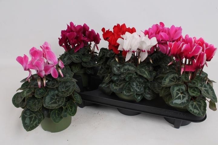 <h4>CYCL MD SUP MACRO</h4>