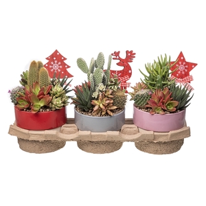 COMPOSITION OF CACTUS AND SUCCULENTS IN BICOLOR CERAMIC BOWL Ø15 WITH CHRISTMAS DECORATION - ECO TRAY 3 PCS