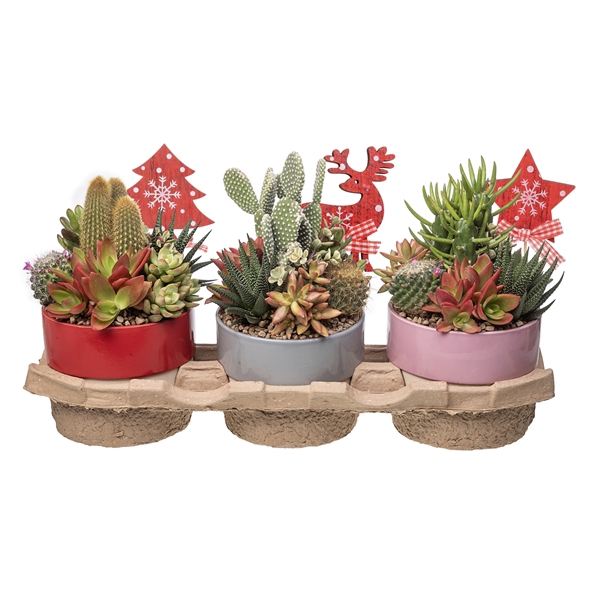 <h4>COMPOSITION OF CACTUS AND SUCCULENTS IN BICOLOR CERAMIC BOWL Ø15 WITH CHRISTMAS DECORATION - ECO TRAY 3 PCS</h4>