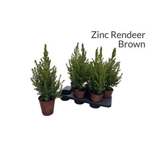 Picea Gl Conica Zink Pot