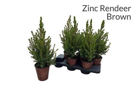 <h4>Picea Gl Conica Zink Pot</h4>