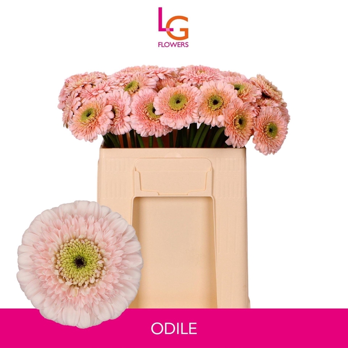 <h4>GERBERA MIB 'DOTTIE ODILE'</h4>