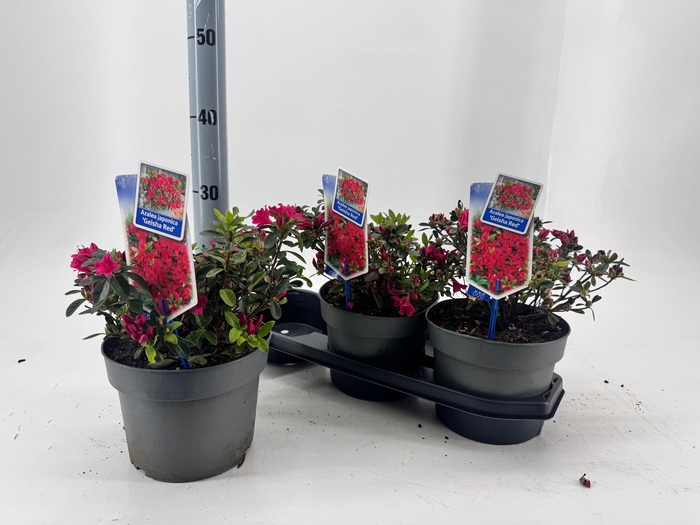 <h4>RHOD JA GEISHA RED</h4>