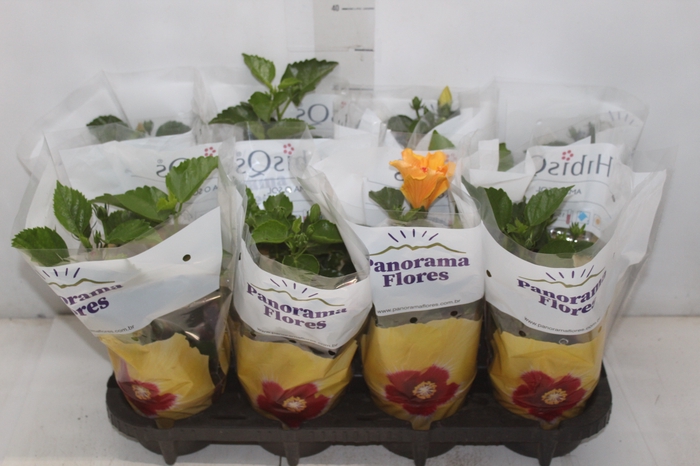 <h4>HIBISQS P13</h4>