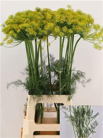 <h4>ANET GRAVEOLENS SUP</h4>