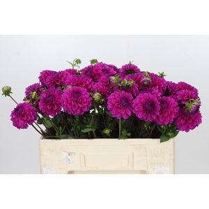 Dahlia Purple Fox