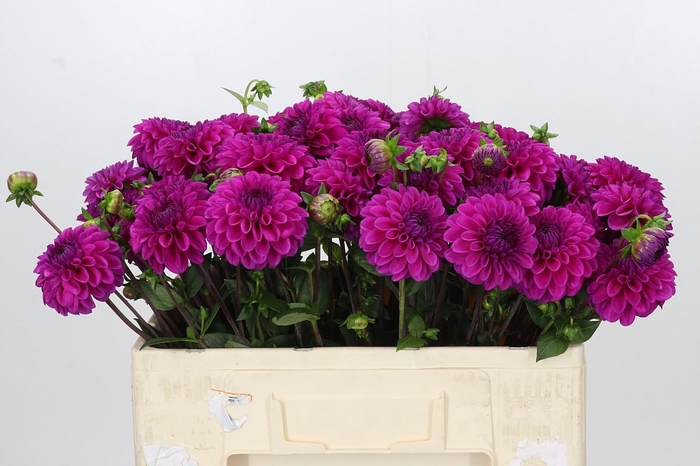 <h4>Dahlia Purple Fox</h4>