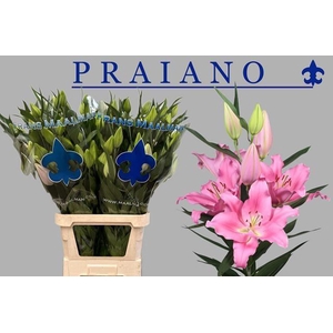 LI OR PRAIANO