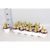 (X) Bol op pot Hyacint 12cm 3pit White
