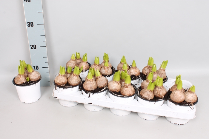 (X) Bol op pot Hyacint 12cm 3pit White