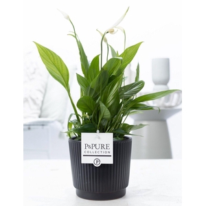 Spathiphyllum Korto in P&PURE Liv ceramics matt black