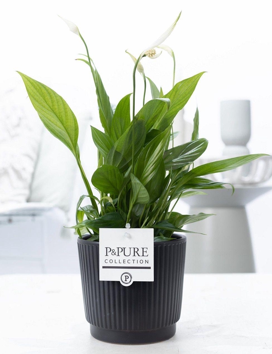 <h4>Spathiphyllum Korto in P&PURE Liv ceramics matt black</h4>