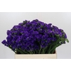 Limonium sinuatum Navy Sun Birds