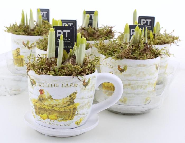 <h4>ARR N TETE A TETE</h4>