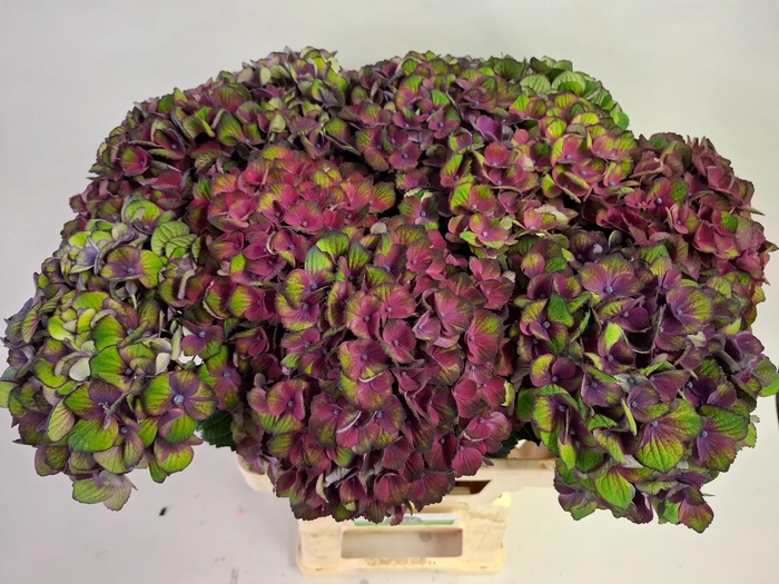 <h4>HYDR M MAG CHARL BL</h4>