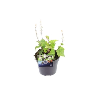 Tiarella wherryi