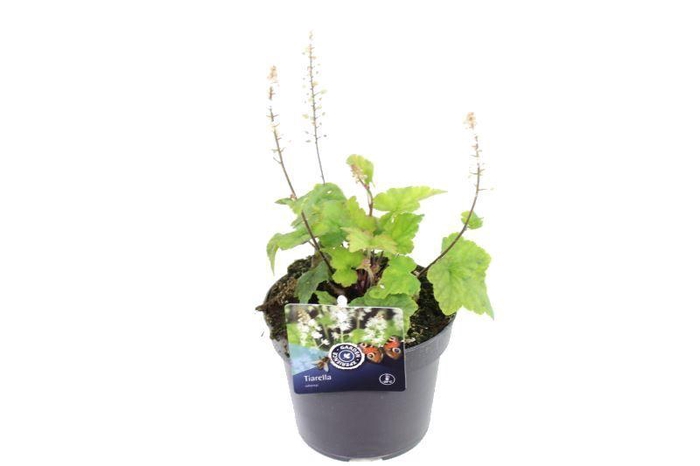 <h4>Tiarella wherryi</h4>