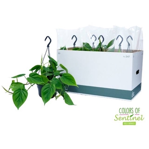 PHIL SCANDENS HANGPOT P15