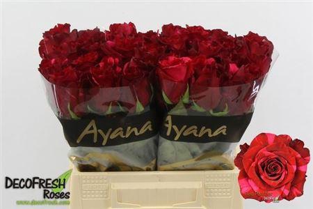 <h4>R Gr Red Panther</h4>