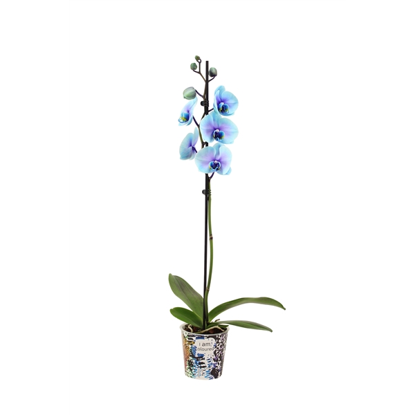 <h4>Potcover I Am Coloured Phal I Am Blue Lagoon 1T9+(24r levertijd</h4>