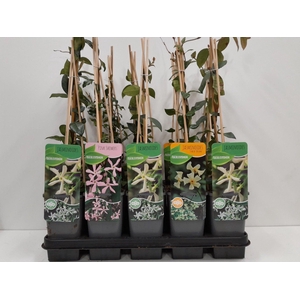 Trachelospermum mix