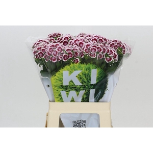 Dianthus Br Kiwi Maroon XXL