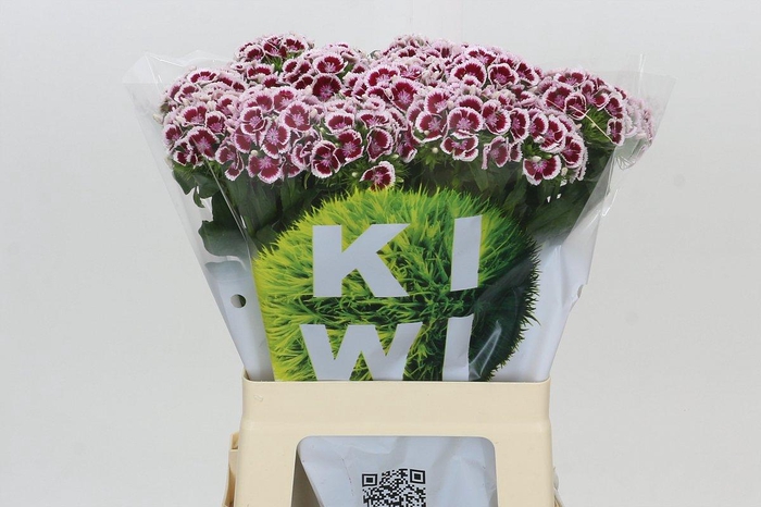 <h4>Dianthus Br Kiwi Maroon XXL</h4>