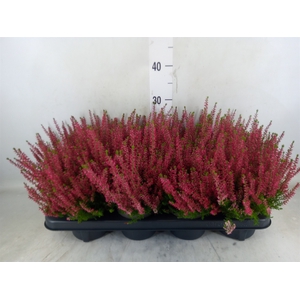 Calluna vulg. 'Garden G Athene'