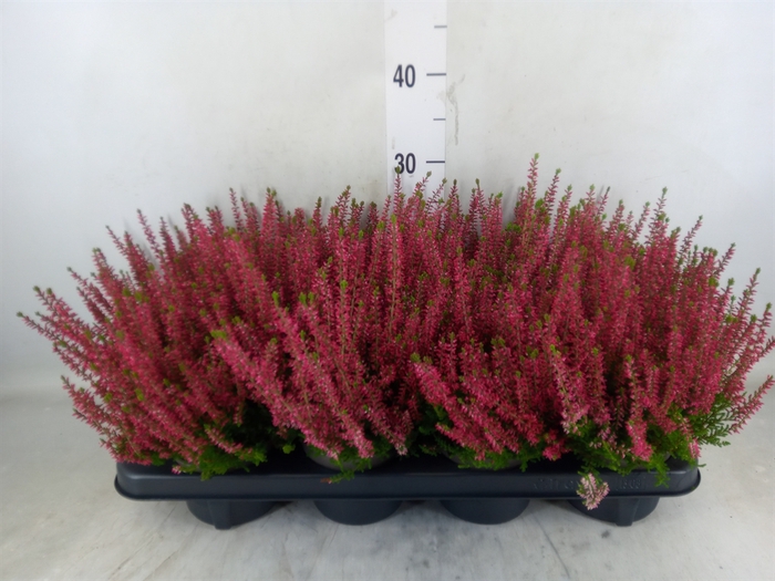 <h4>Calluna vulg. 'Garden G Athene'</h4>