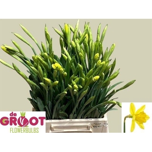 NARC G GIGANTIC STAR