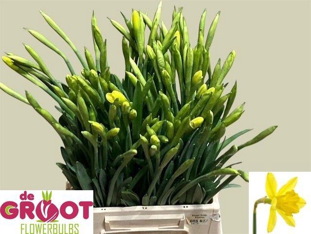 <h4>NARC G GIGANTIC STAR</h4>