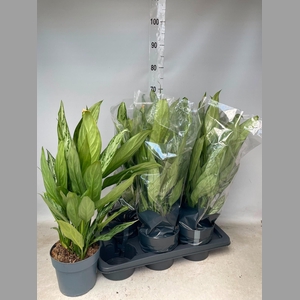 AG KL SILVER QUEEN