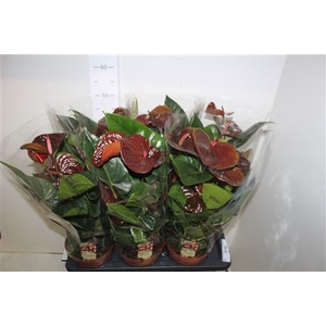 Anthu An Essencia 8-10 Bloemen+