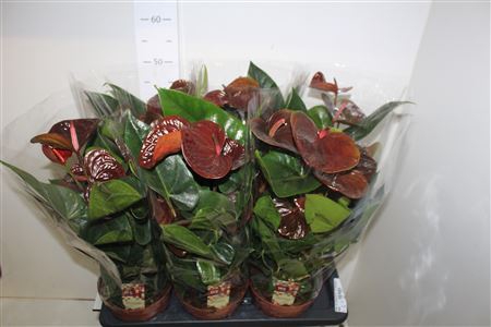 <h4>Anthu An Essencia 8-10 Bloemen+</h4>