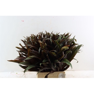 Cordyline Australis Narya Top