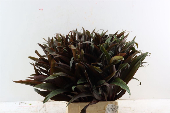 <h4>Cordyline Australis Narya Top</h4>