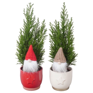 PTK25155 Ellwoodii in keramiek mix met decoratie